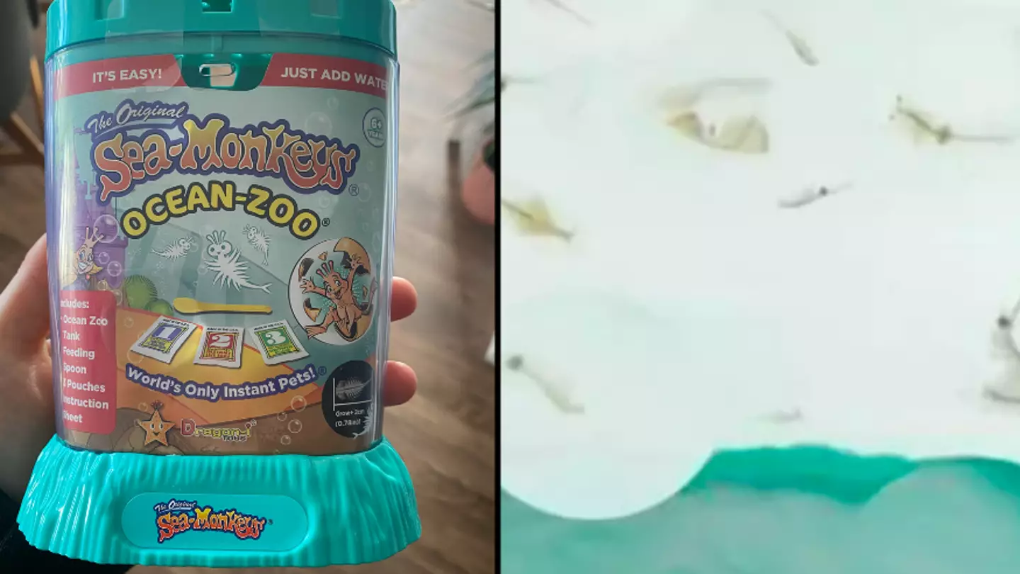 People have had their childhoods 'ruined' after finding out dark truth behind Sea Monkeys