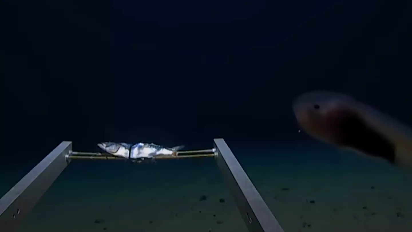 People can't get over what explorer said when reaching bottom of the ocean in 'scariest thing imaginable'