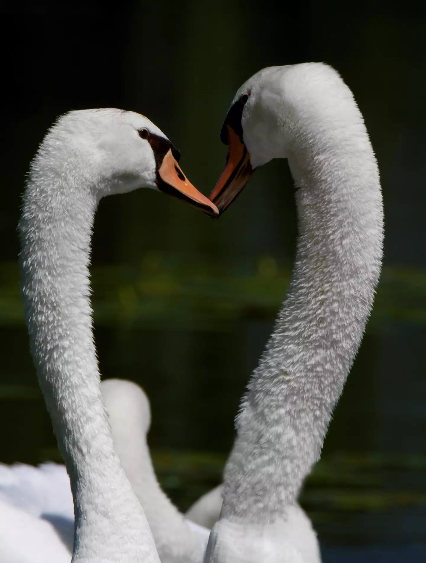 Animals include pigs, deer, pigeons, foxes, squirrels, pheasants, rabbits, geese and ducks.
