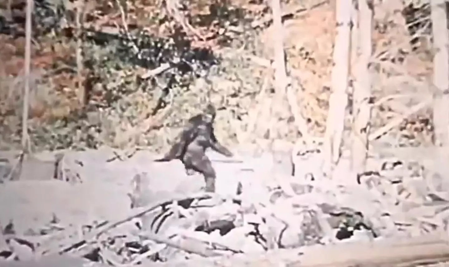 The footage of Bigfoot was originally shot in 1967.
