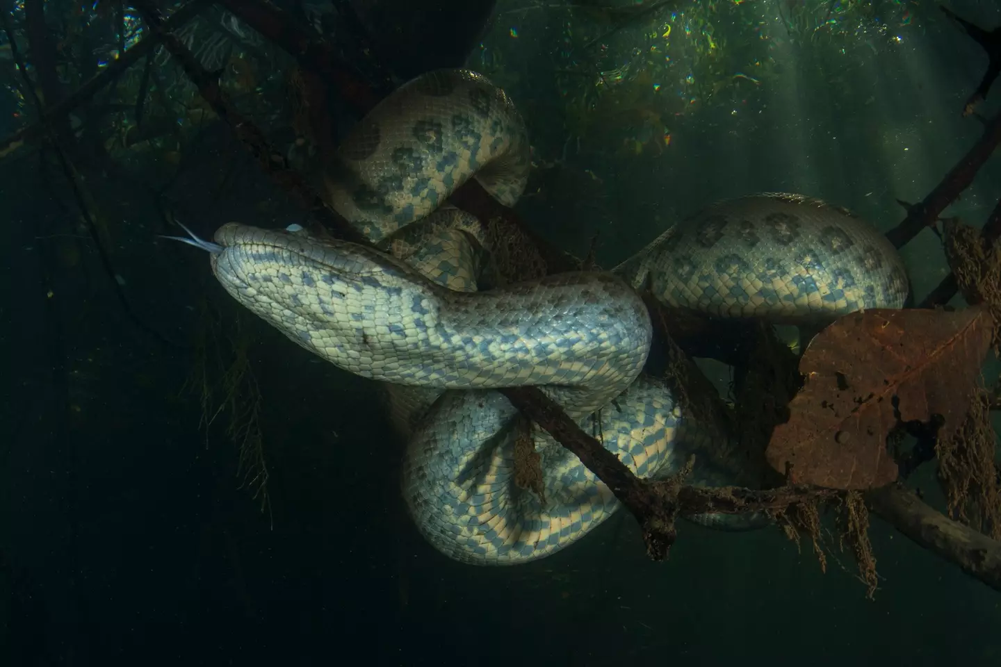 Green anacondas are the largest and heaviest snakes in the world (Getty Stock Images)