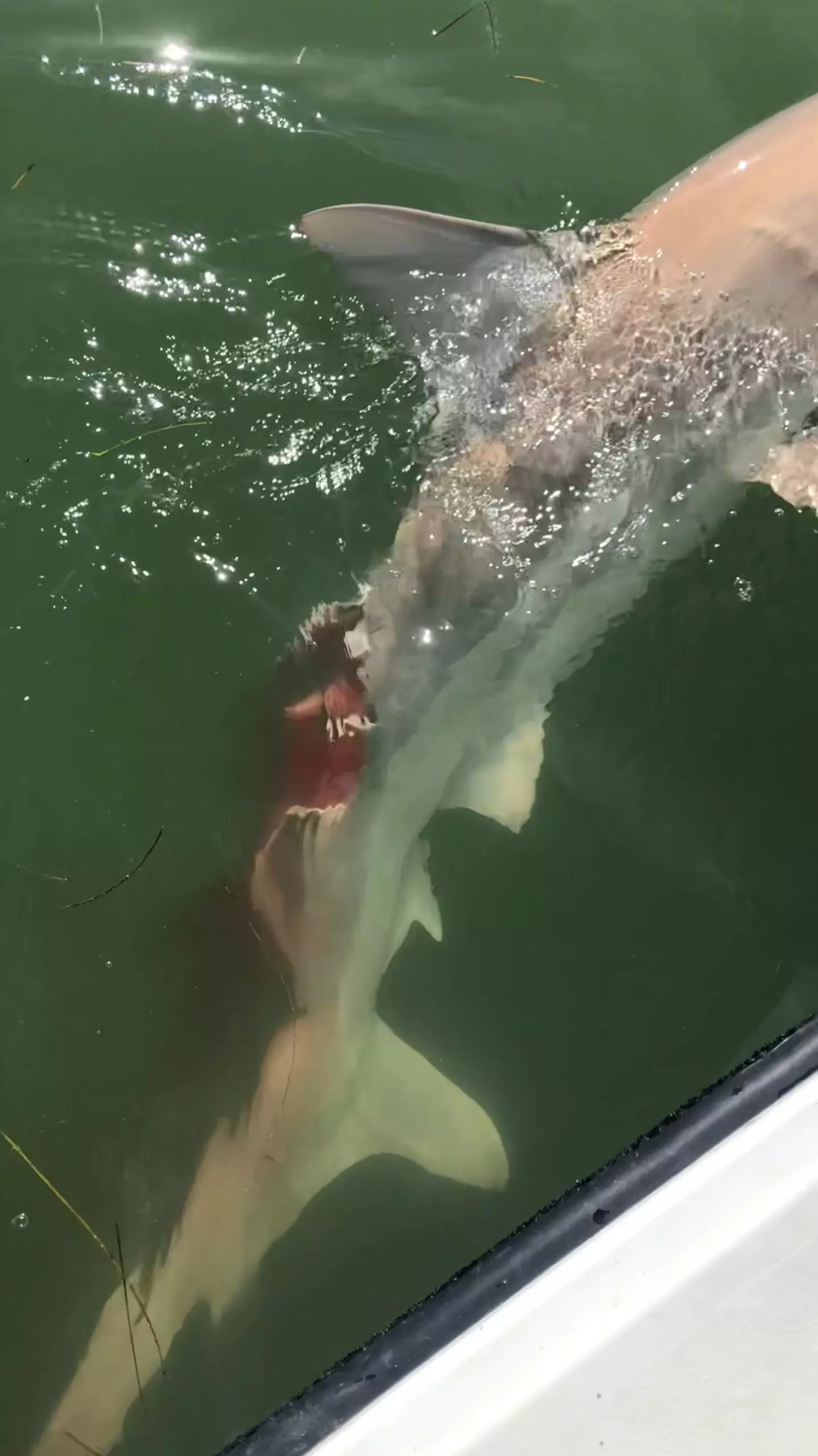 Dave soon saw the shark had been badly bitten.