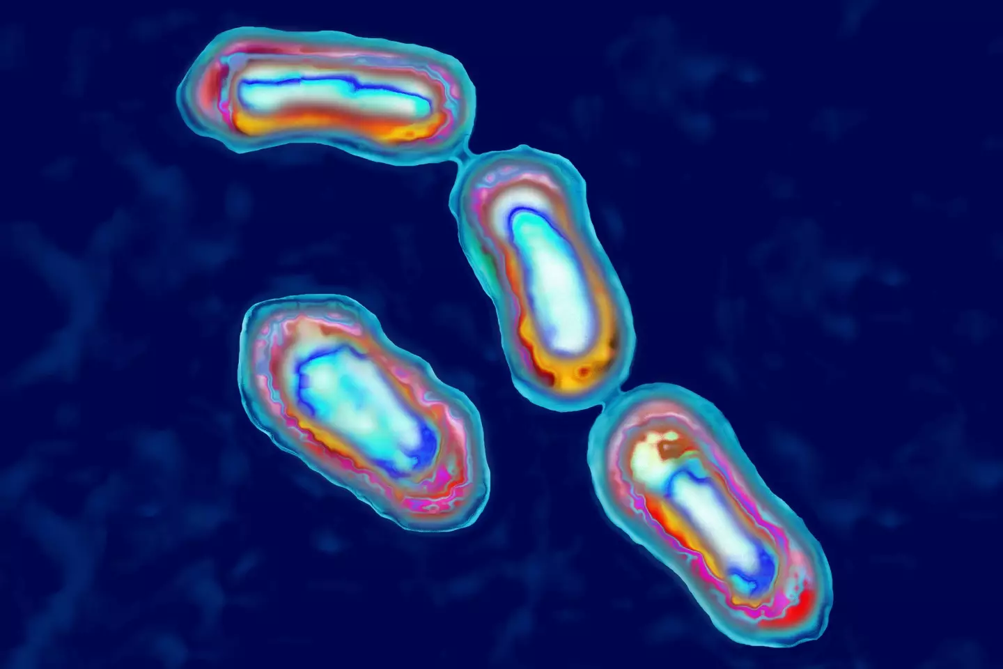 Yersinia Pestis bacteria causes bubonic plague in humans and animals (BSIP/UIG Via Getty Images)