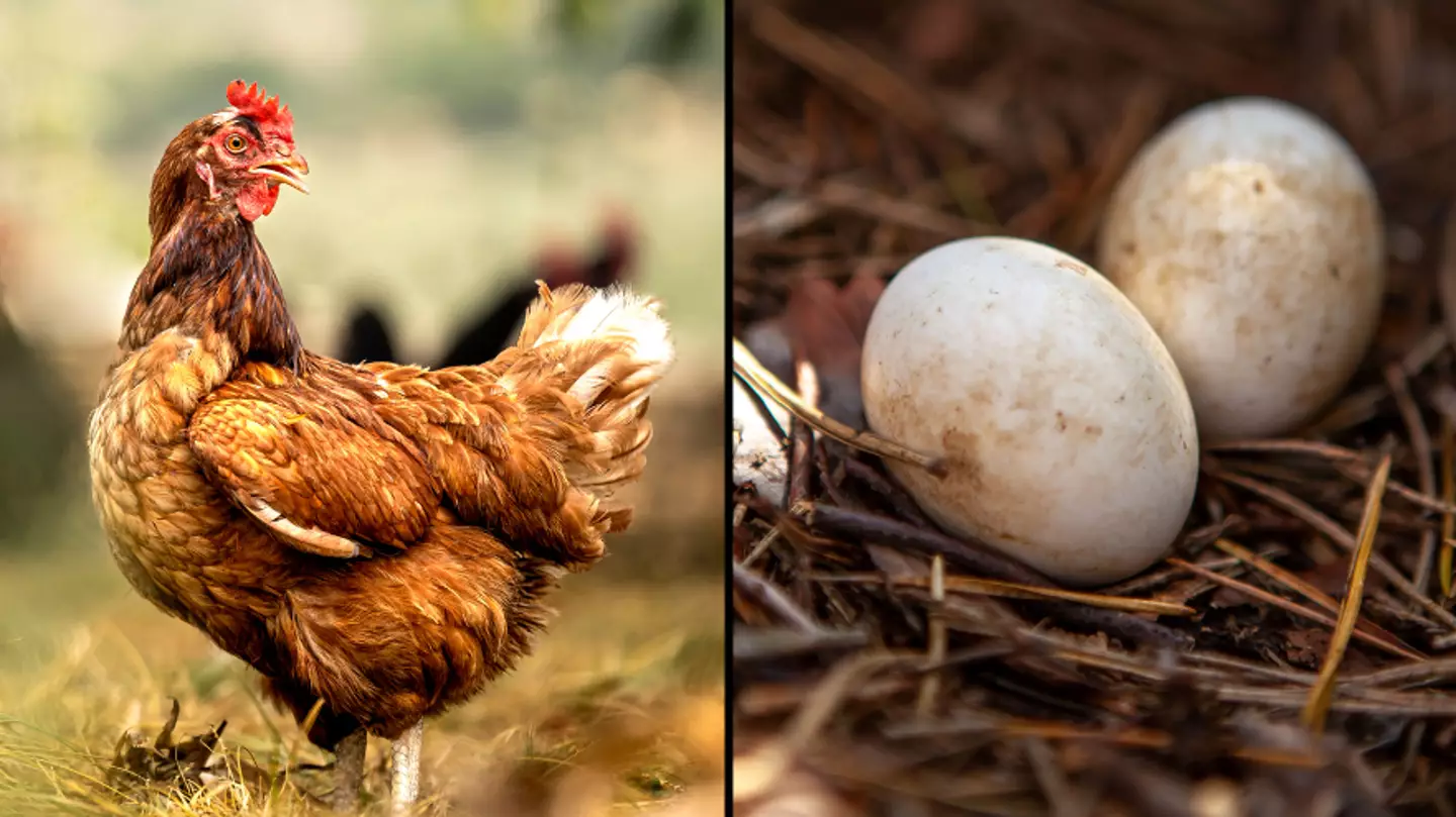 Scientists finally give answer to whether chicken or egg came first