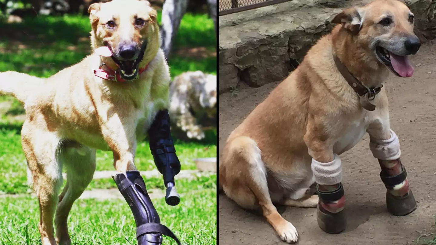 Elderly dog whose front paws were cut off by the Mexican cartel is the frontrunner for Pet of the Year