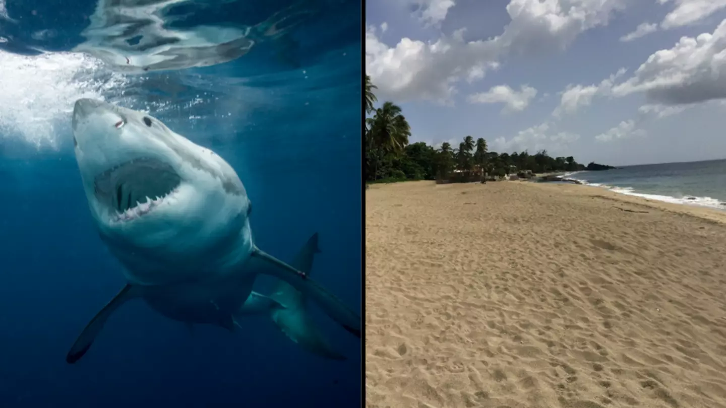 British tourist fighting for his life after being attacked by shark near shore