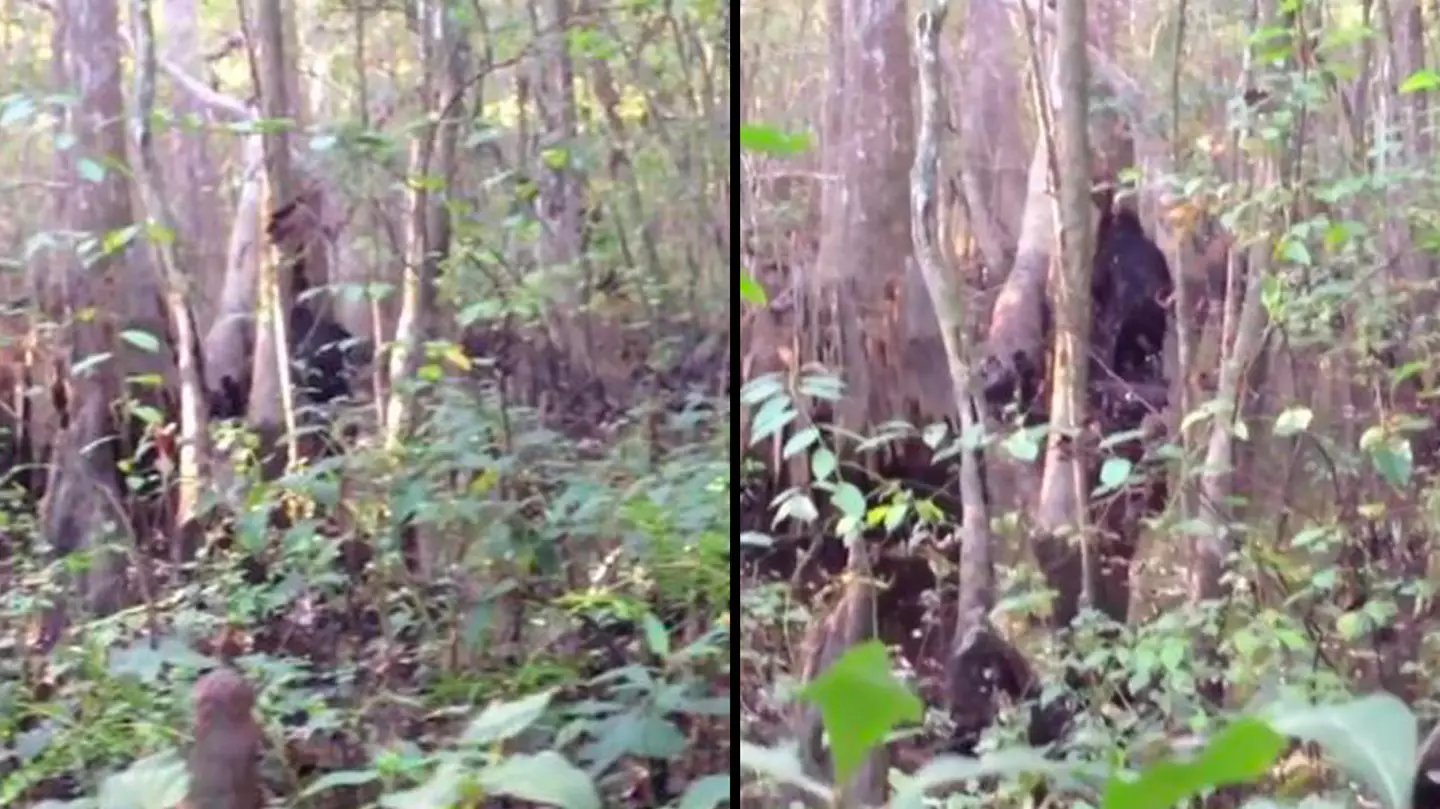 Man 'spots Bigfoot' and captures 'best footage ever recorded'