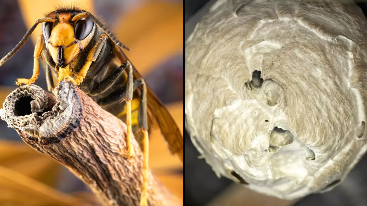 UK put on Asian hornet alert with Brits given strict instructions 'if you see one'