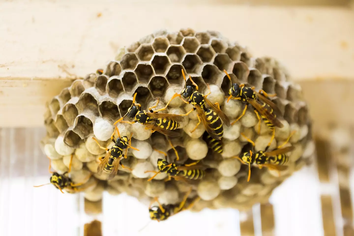 Wasps are thought to enjoy sugar, so can be attracted to fizzy drinks, sugary alcohol and treats like ice cream.