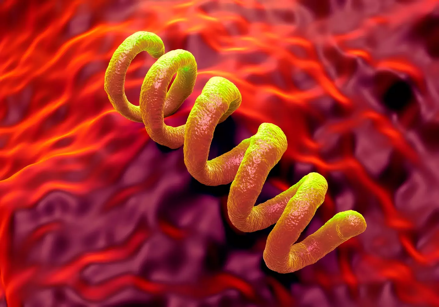 The syphilis bacteria up close (Getty Stock Images)