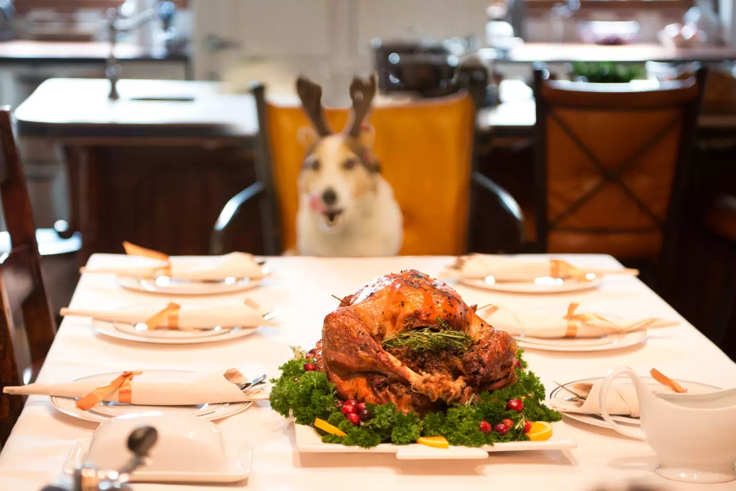 Your dog will no doubt want part of your Christmas dinner, make sure they stick to turkey. (Getty Stock Photo)