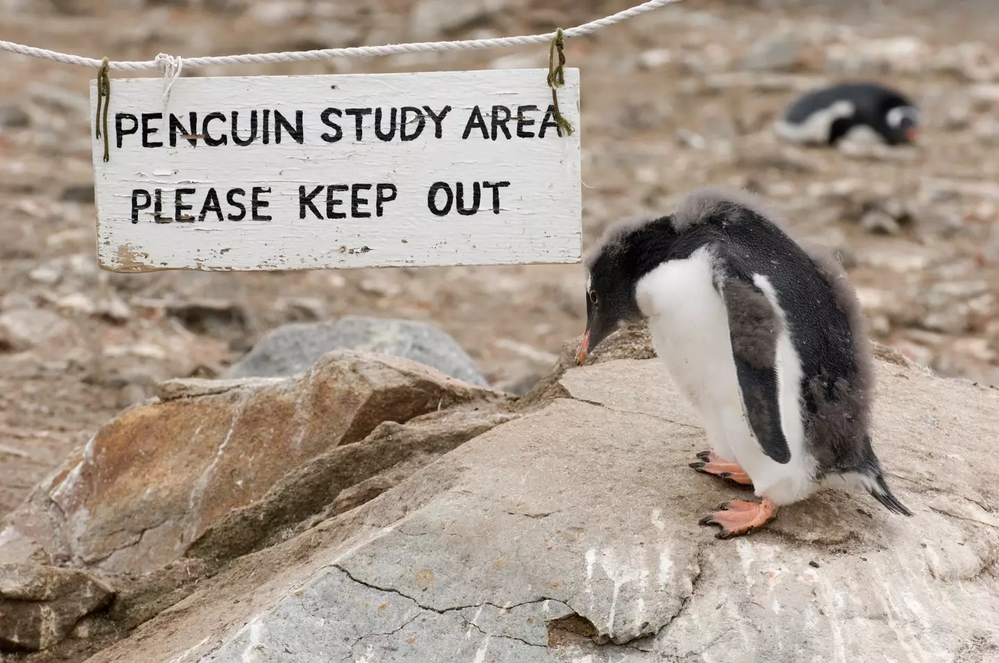 One of the key specifications of the job is the ability to count penguins.