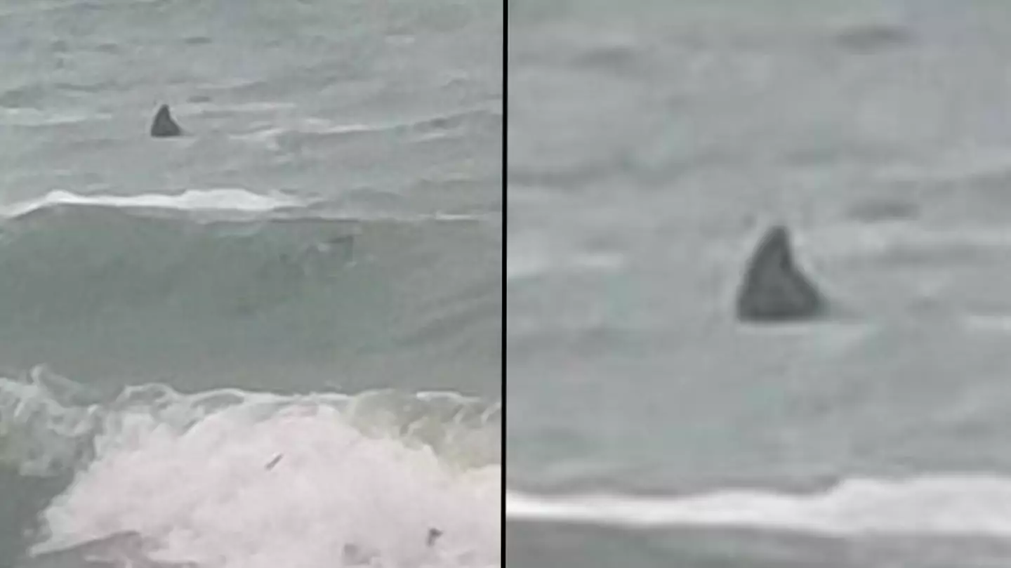 Brits shocked after spotting ‘unusually’ large fin patrolling UK beach