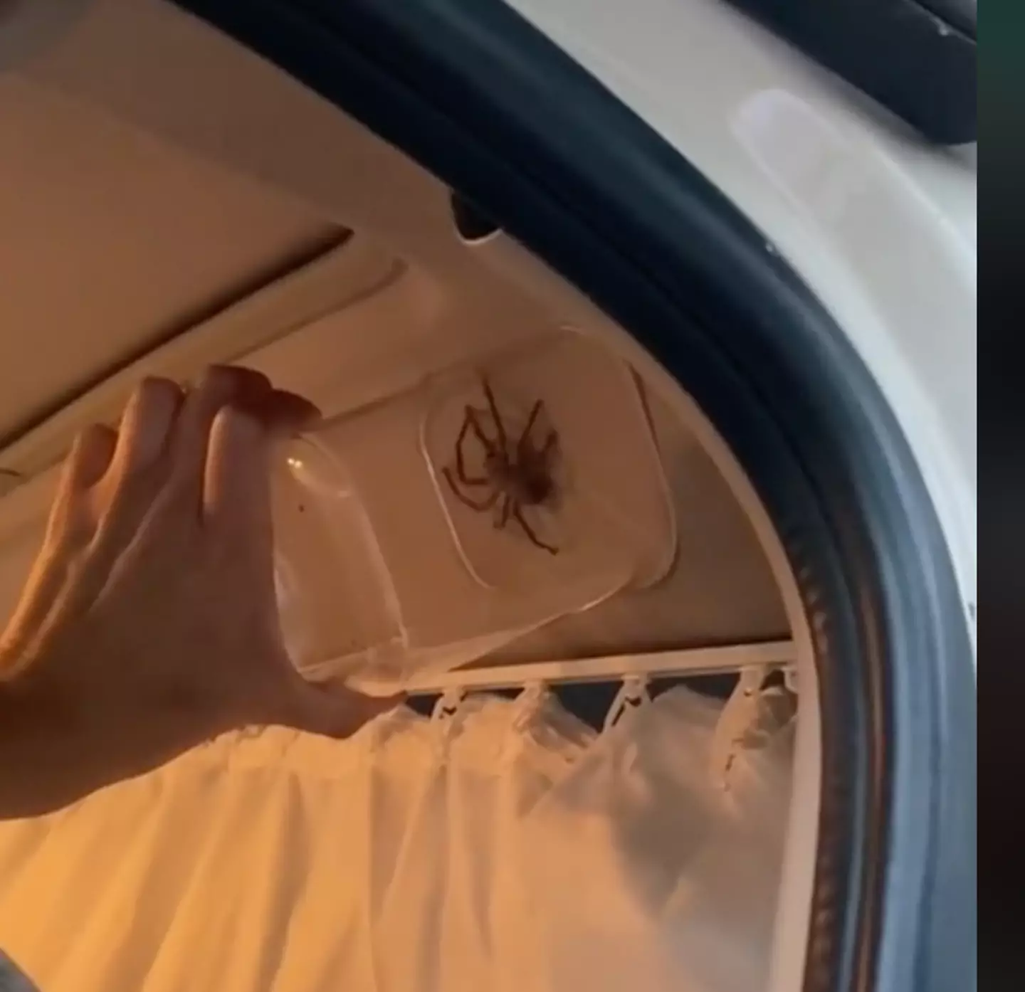 Huntsman spider captured Credit:@gawnedsgapyear/TikTok