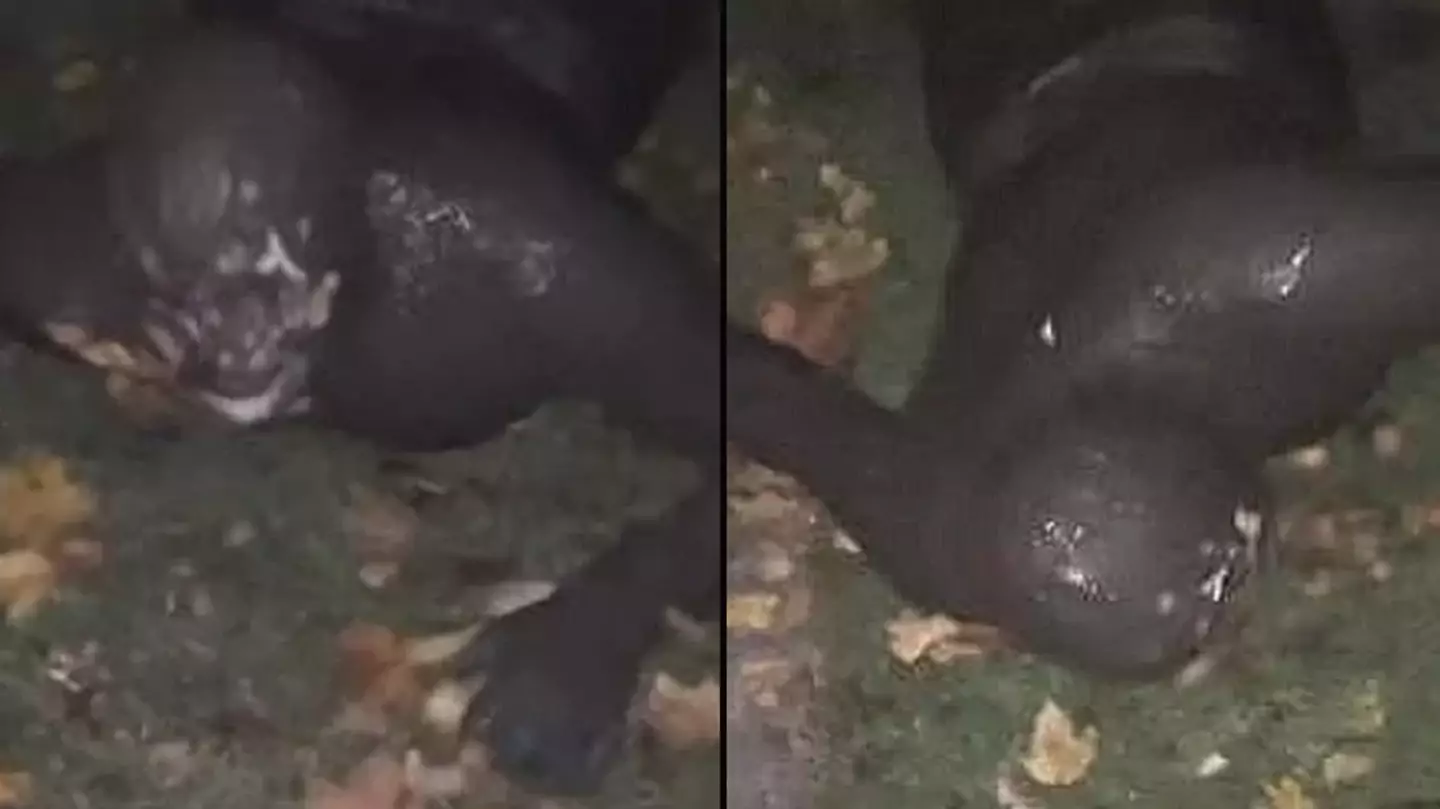 Teen describes encounter with 'grunting' Somerset gimp