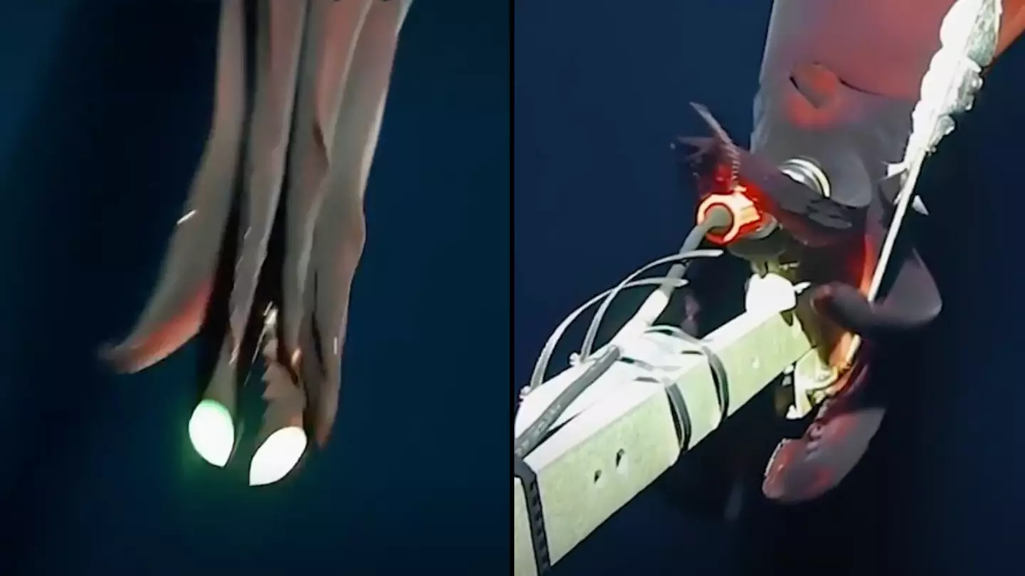 Terrifying video shows moment camera is attacked by rare deep-sea squid with 'headlights'