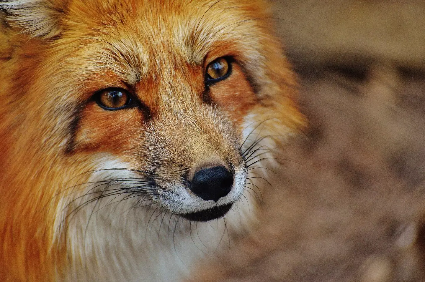 Fox Hunting was banned in 2004.