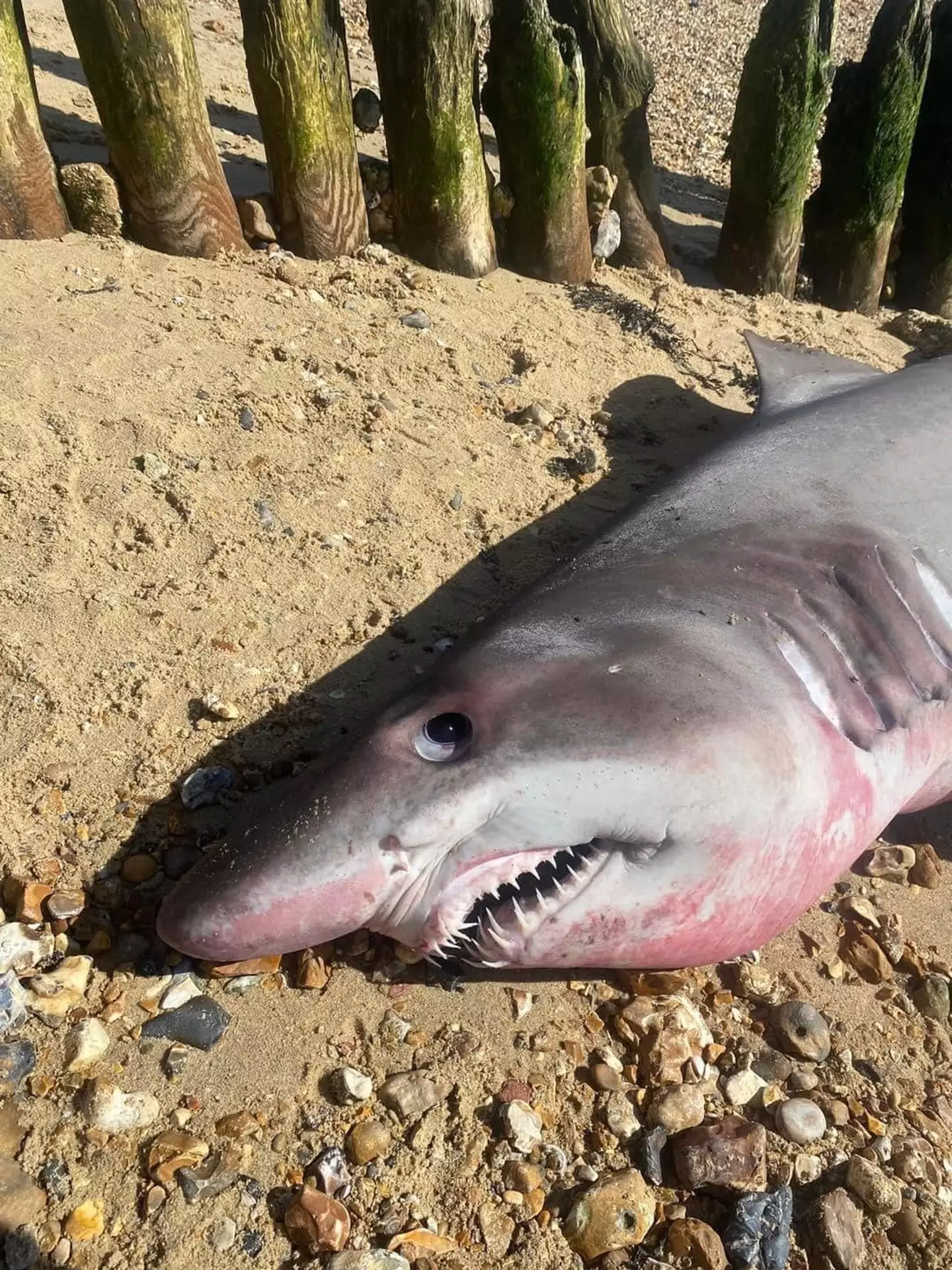 The large shark came ashore at Lepe beach in Hampshire.