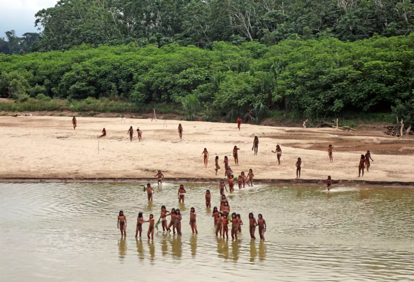 The tribe's way of life is under threat by logging (Survival International)