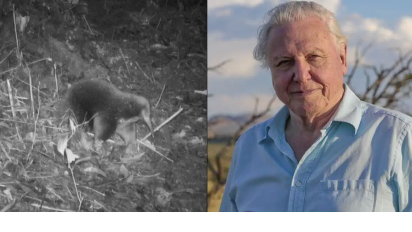 Strange creature named after Sir David Attenborough found after 60 years
