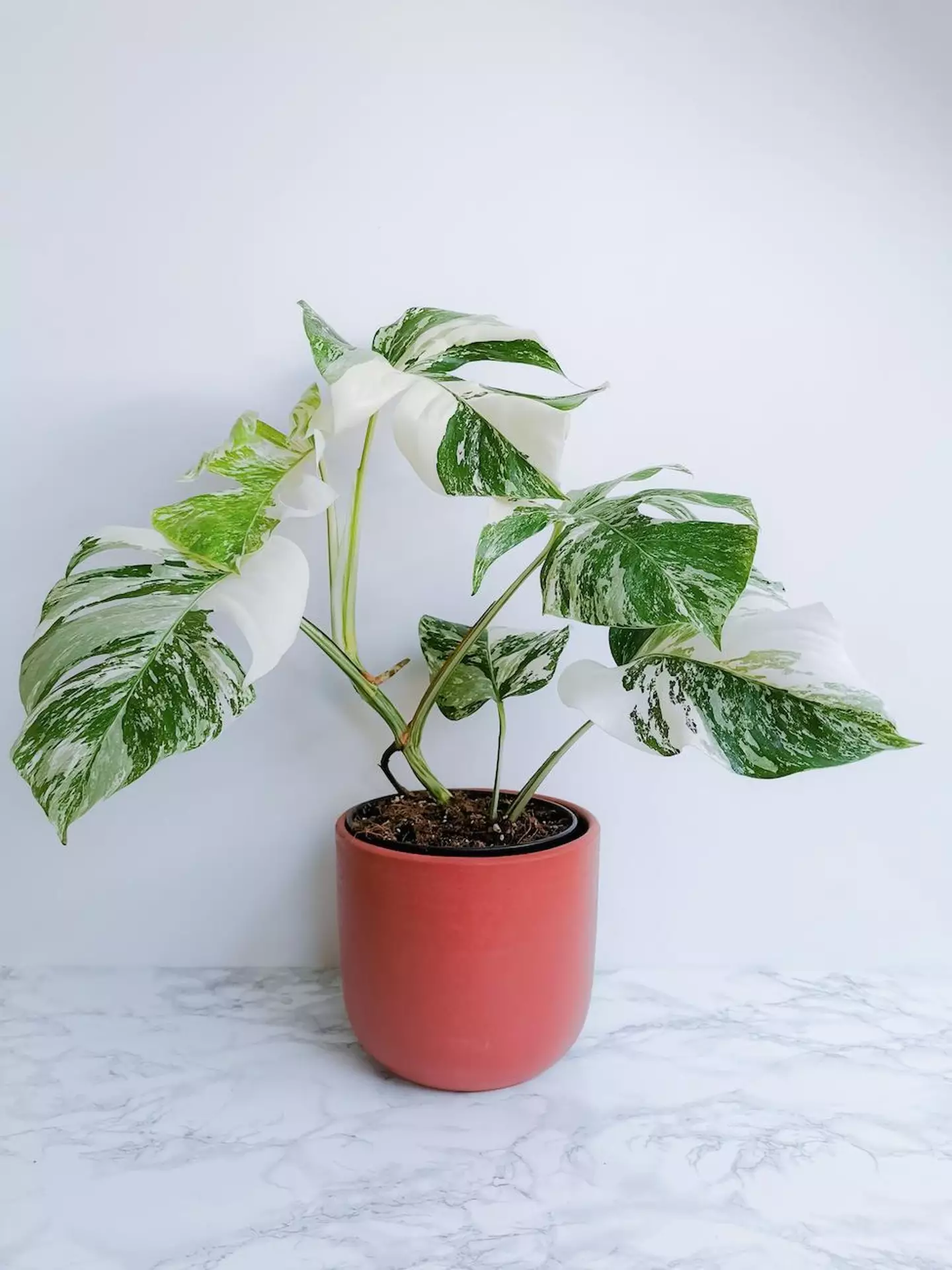 The variegated Monstera Deliciosa.