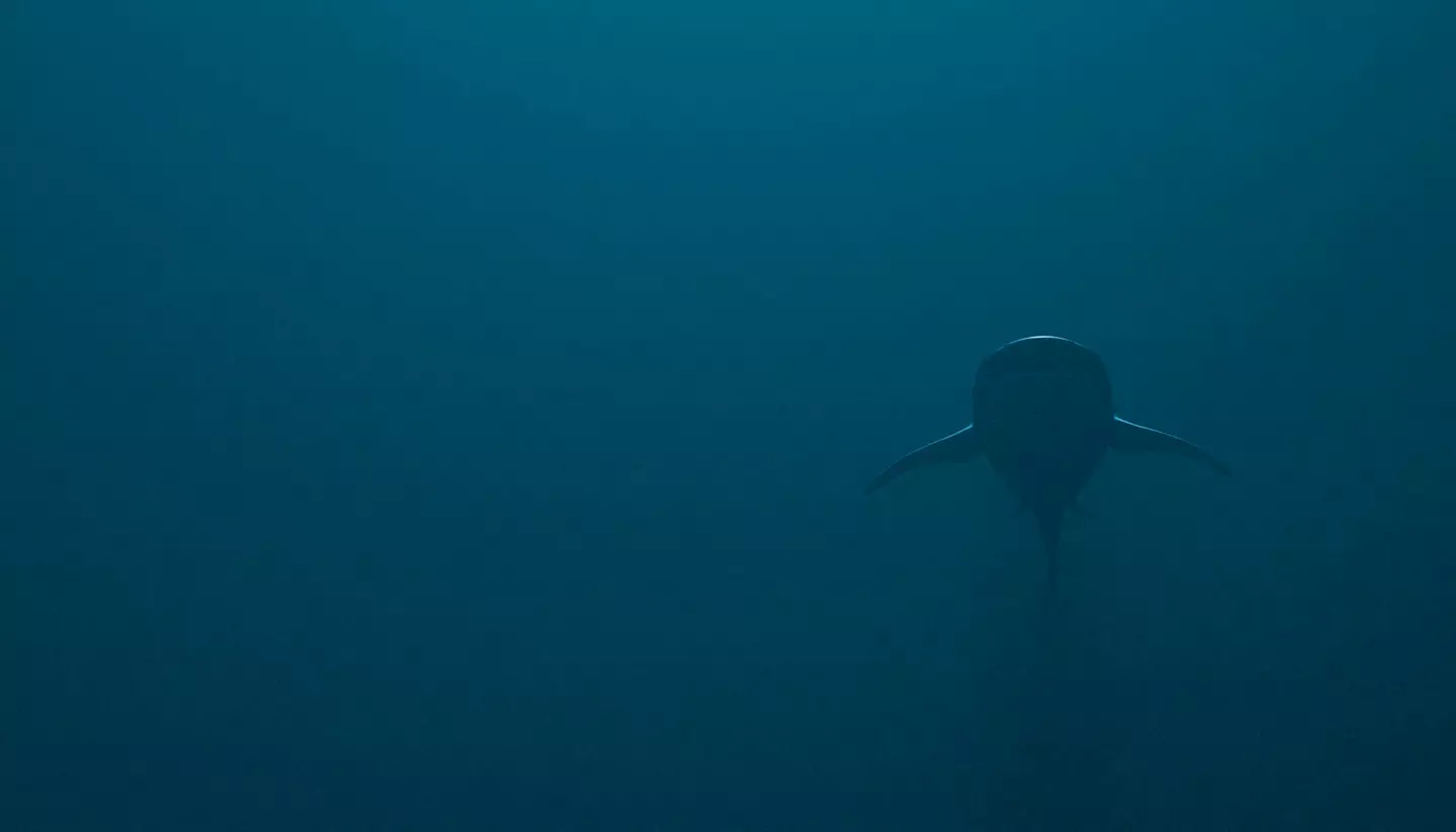 Several sharks are seen swimming past (Getty Stock Image)