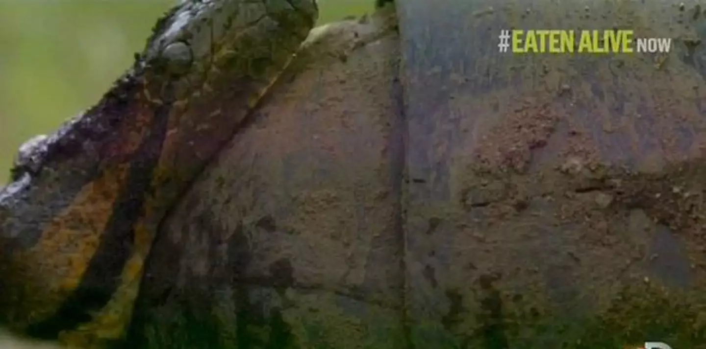 He aimed to get eaten alive by a green anaconda, but it only ended up consuming his head (Discovery Channel)