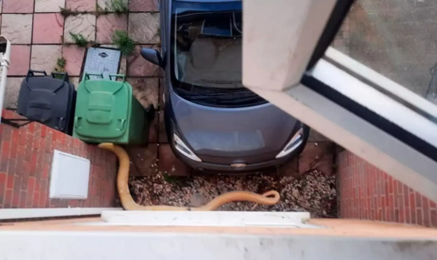 Keep an eye on your snakes people.