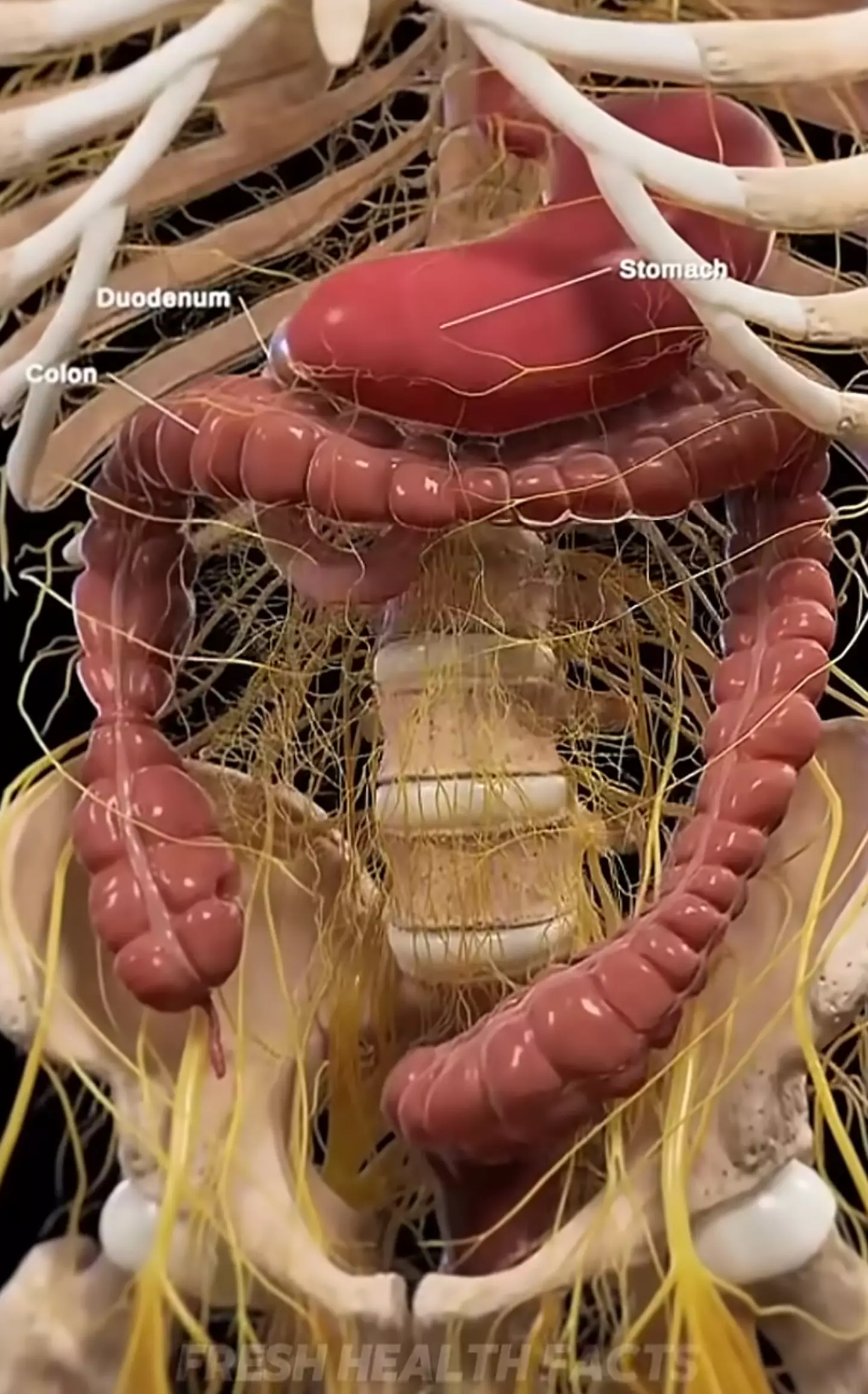 The simulation depicts the changes your body could undergo while drinking hot water (YouTube/@FreshHealth_Facts)