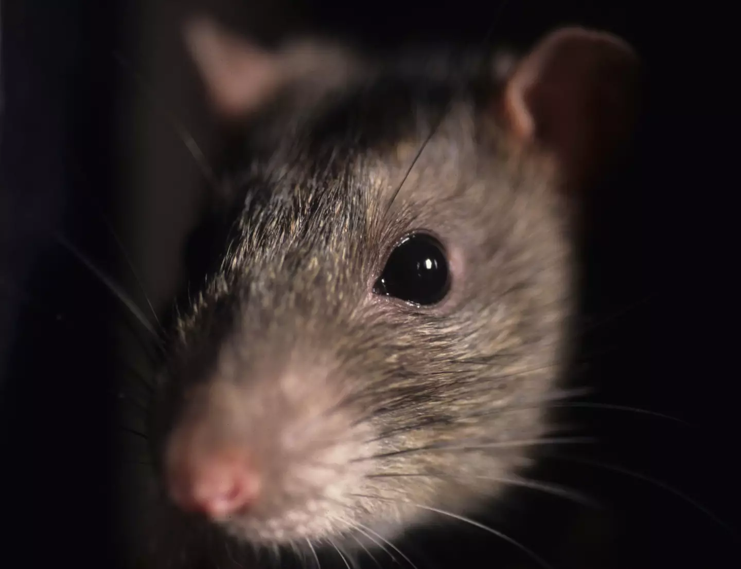 These fellas are getting resistant to common types of rat poisons.