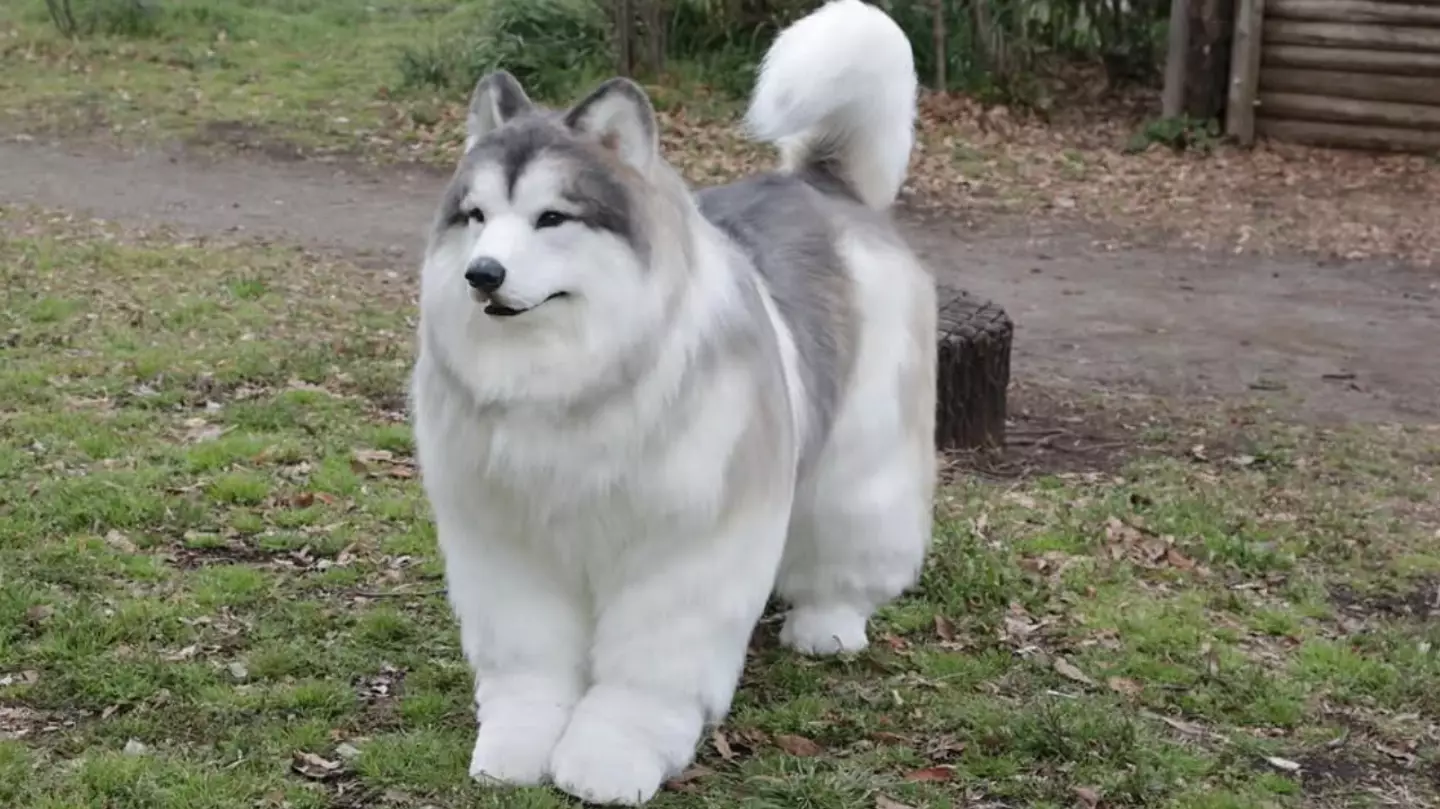 Man who spent over £11,000 to 'become a dog' opens zoo where other people can be animals