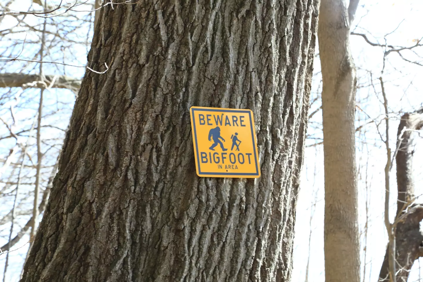Bigfoot is a huge part of US folklore (Getty Stock Image)