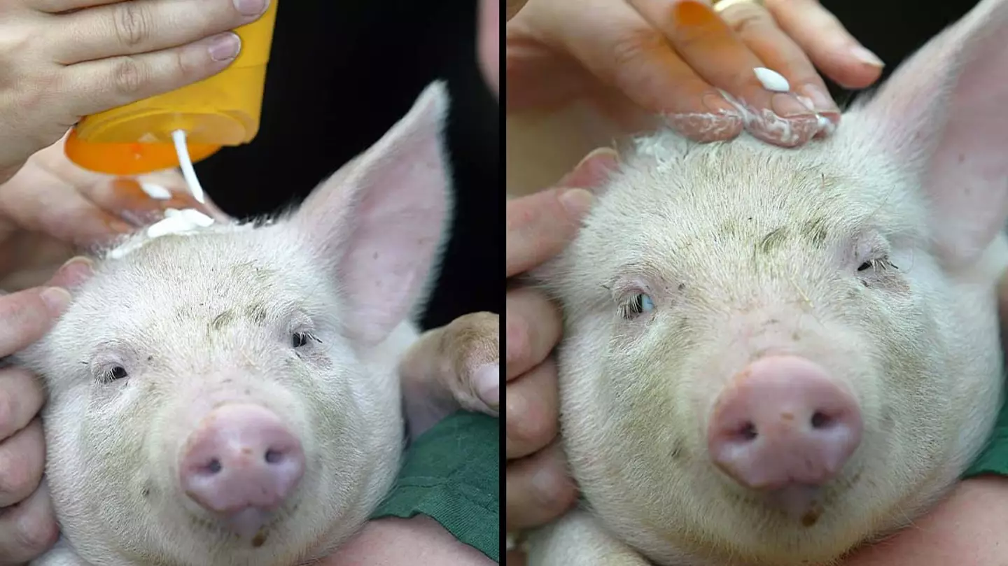 UK Pigs To Be Lathered With Suncream As Temperatures Hit Dangerously High Records
