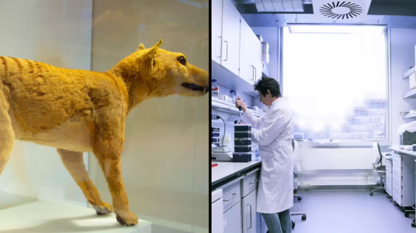 World-Class Research Lab Is Hoping To Bring The Tasmanian Tiger Back From Extinction