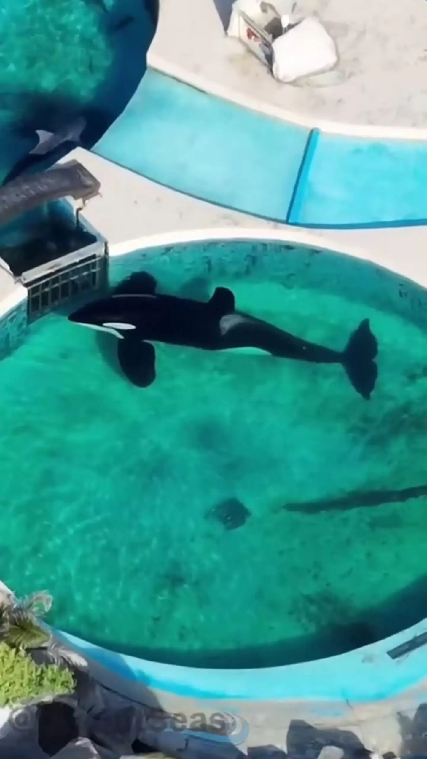 The killer whale has been stuck in the tiny pool since 1992. (SWNS)