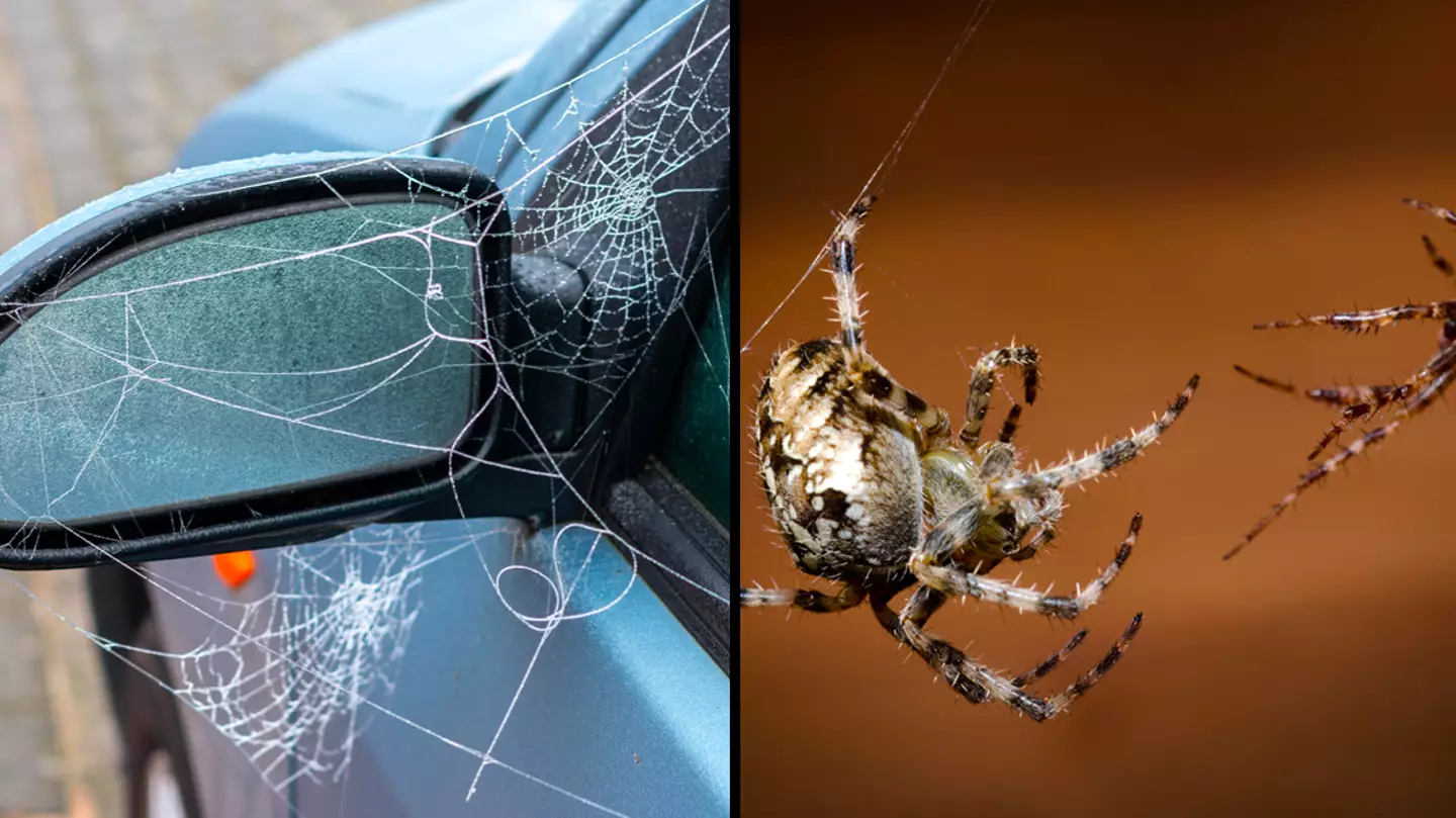 Drivers warned 'horny' spiders could land them with £2,500 fine