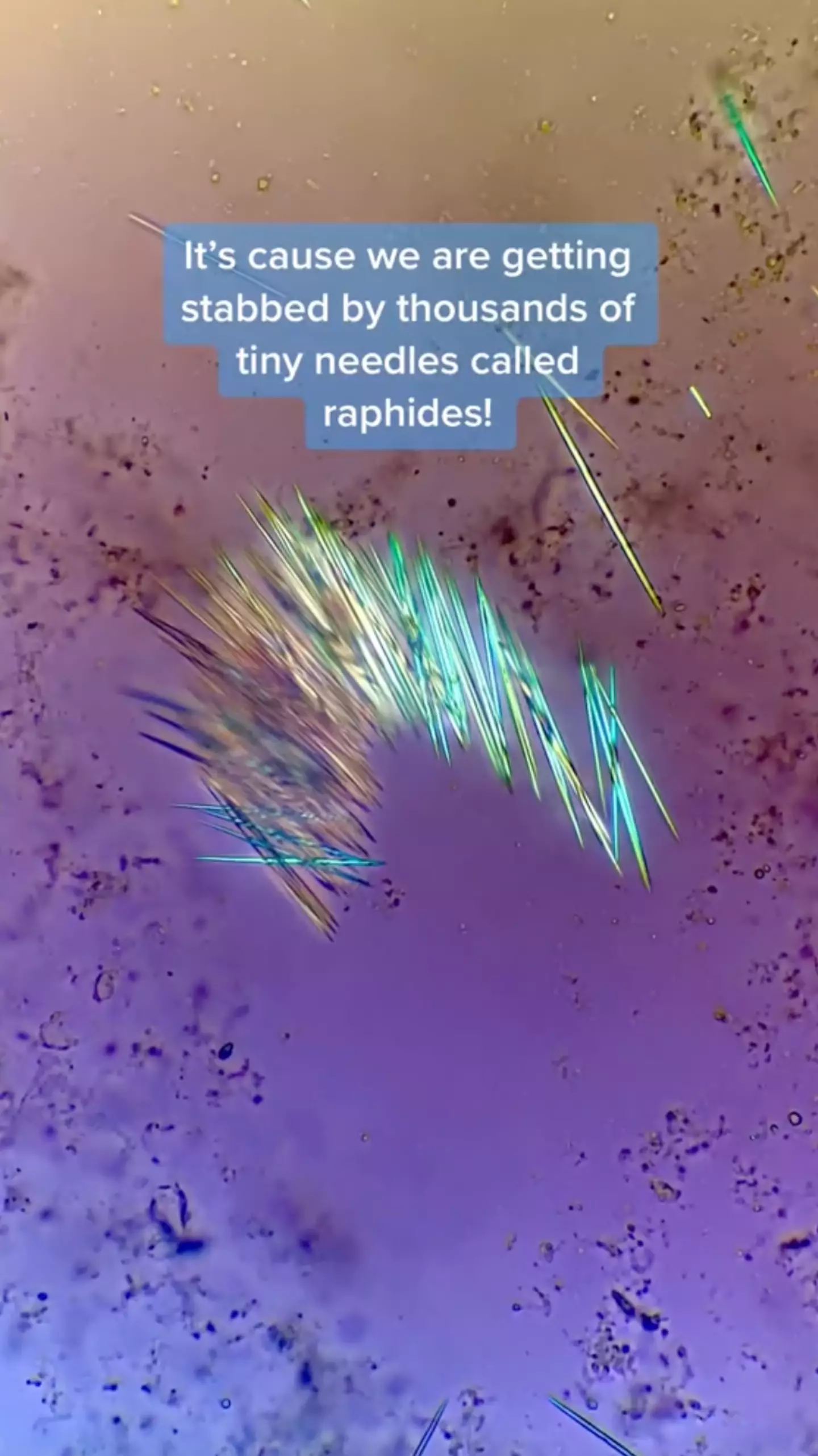 The shocking TikTok has since gone viral.
