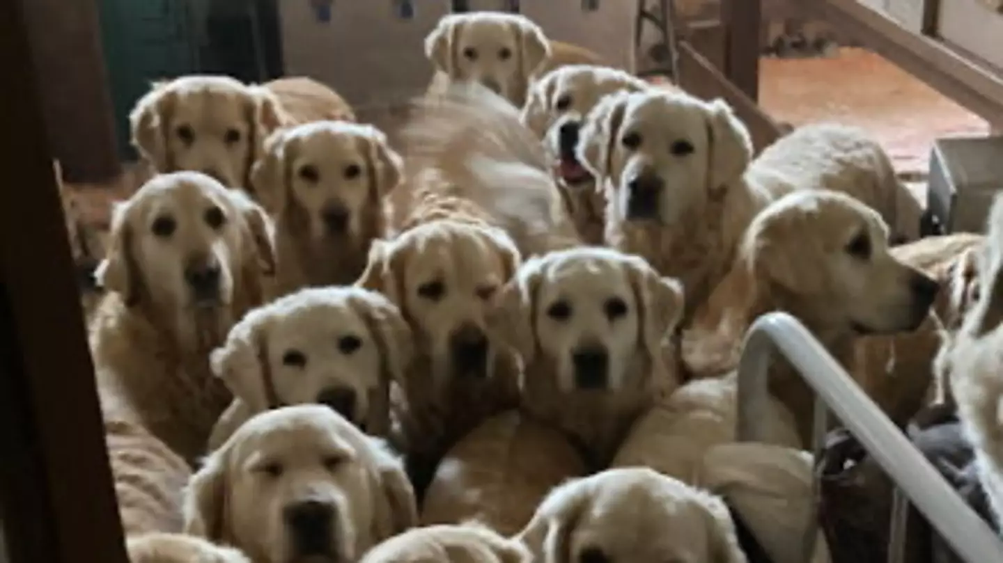 Truth behind ‘golden retriever experience’ revealed as owner barred from owning dogs after animal deaths