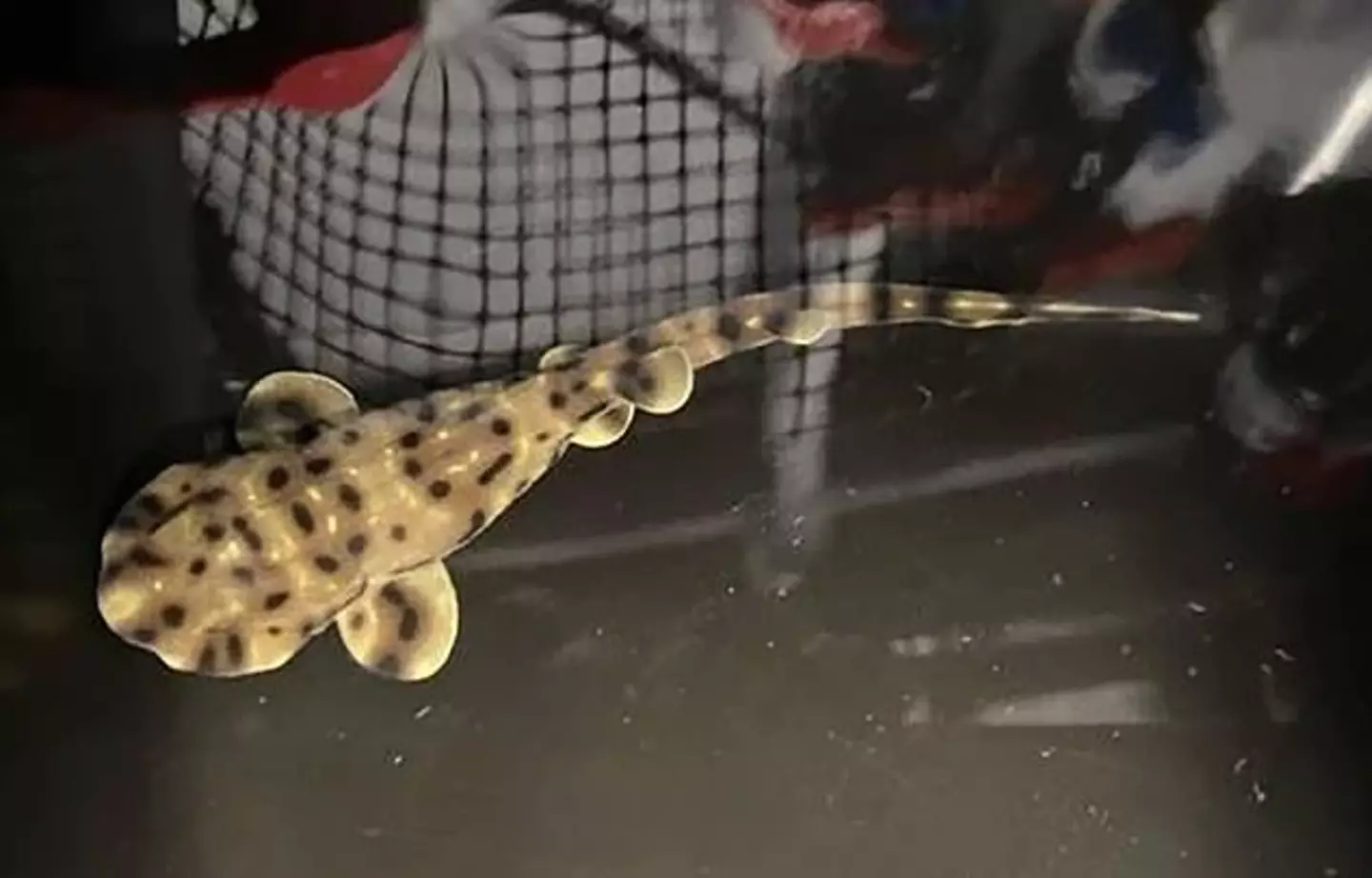 Yoko might not live for too long (Shreveport Aquarium)