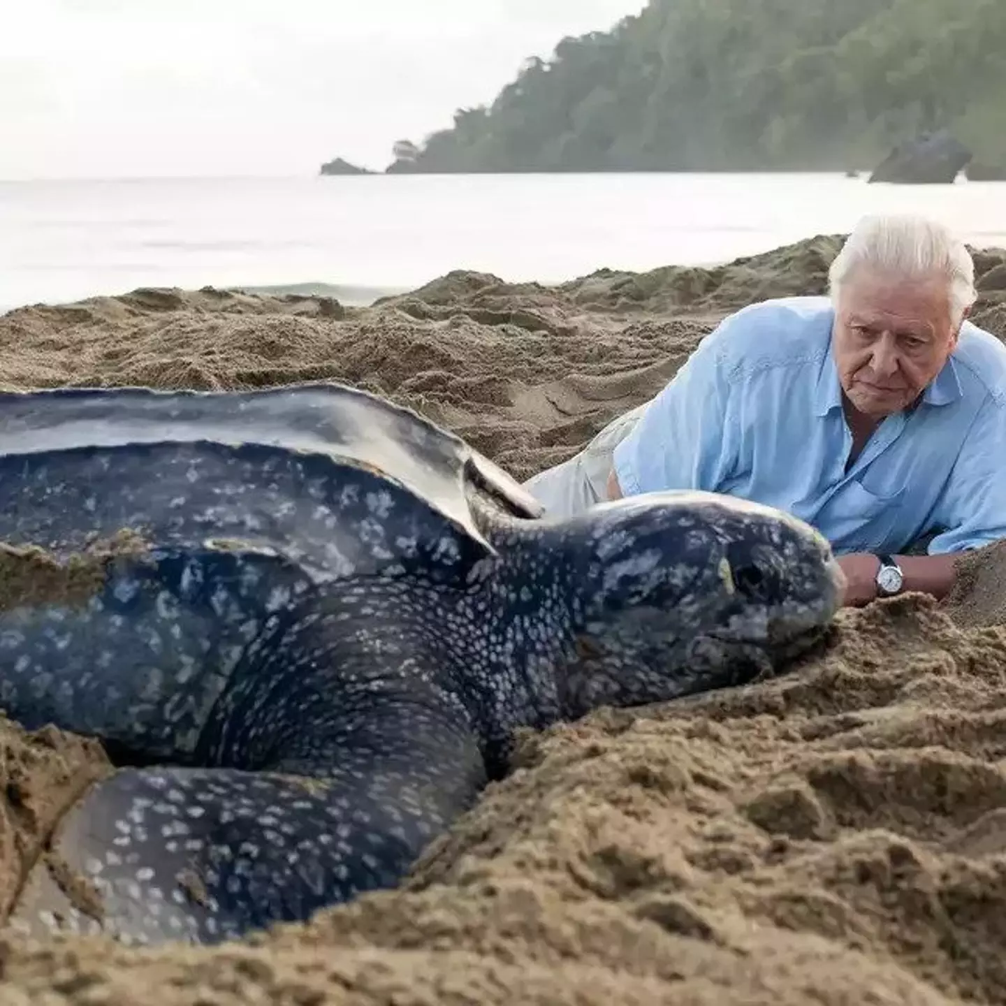 The incident happened during filming for a David Attenborough show.