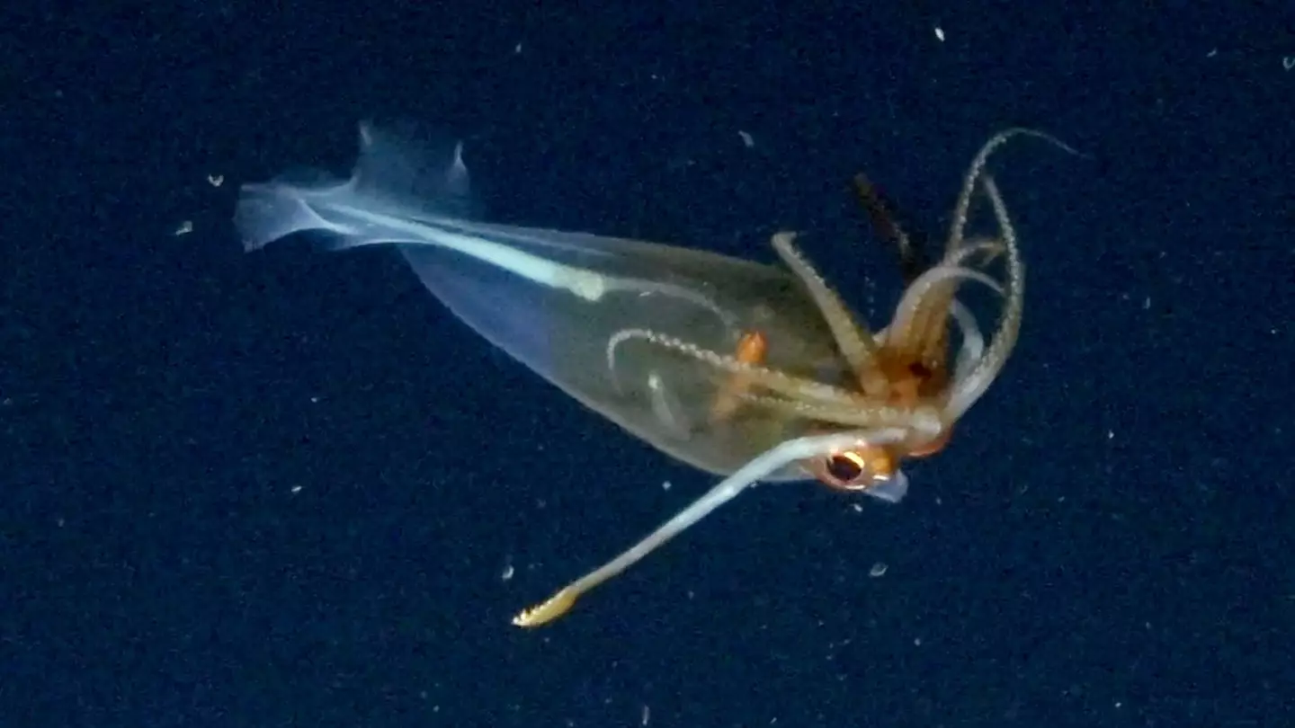 A glacial glass squid was also spotted for the first time this year (ROV SuBastian/Schmidt Ocean Institute)