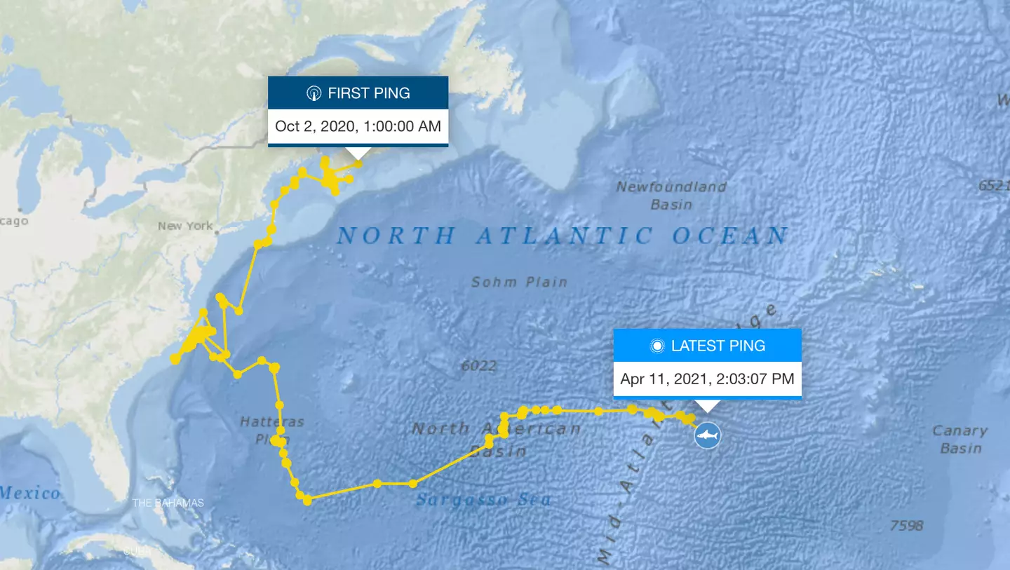 The tracker hasn't pinged in four years (OCEARCH)