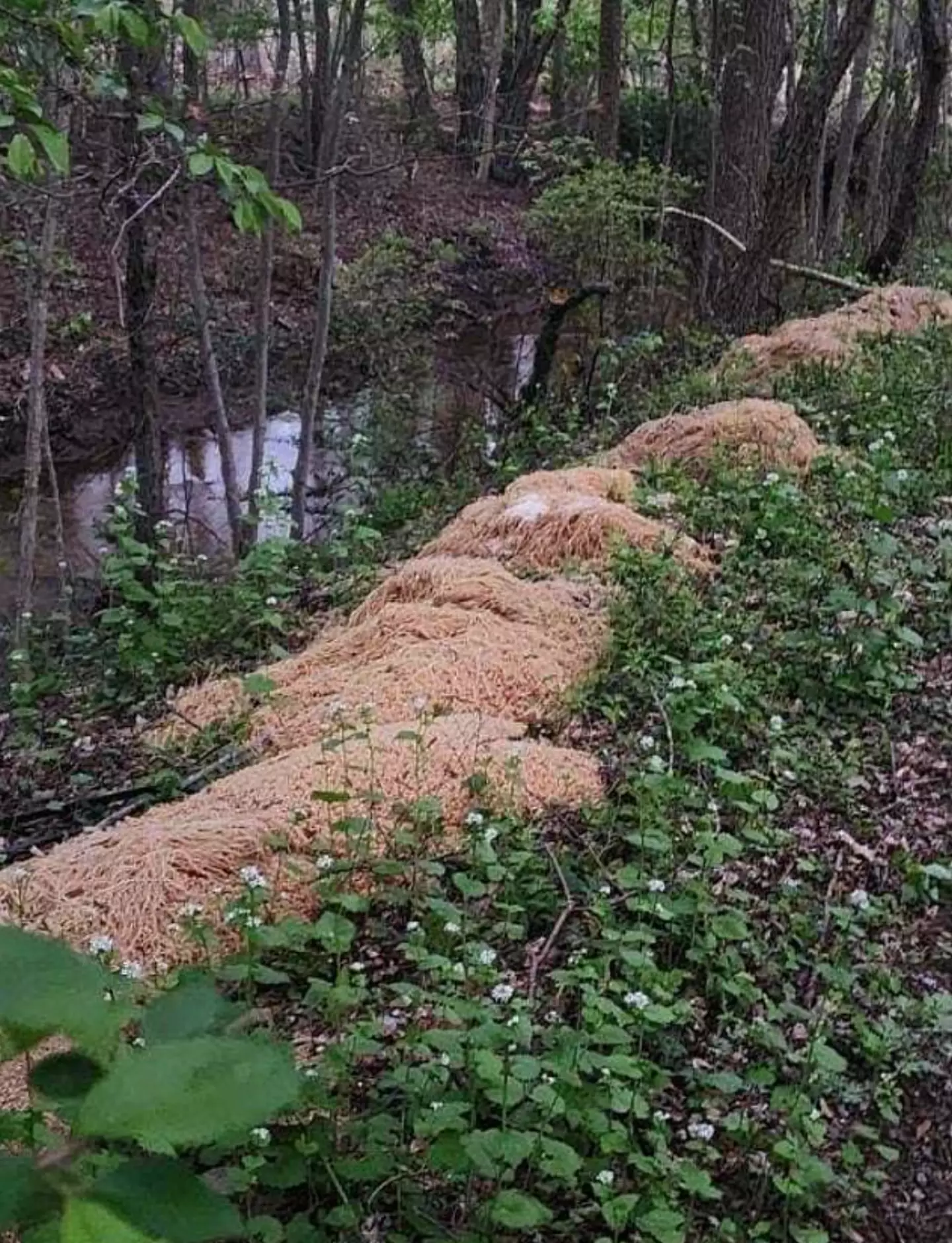 The pasta mystery has confused residents and the internet.