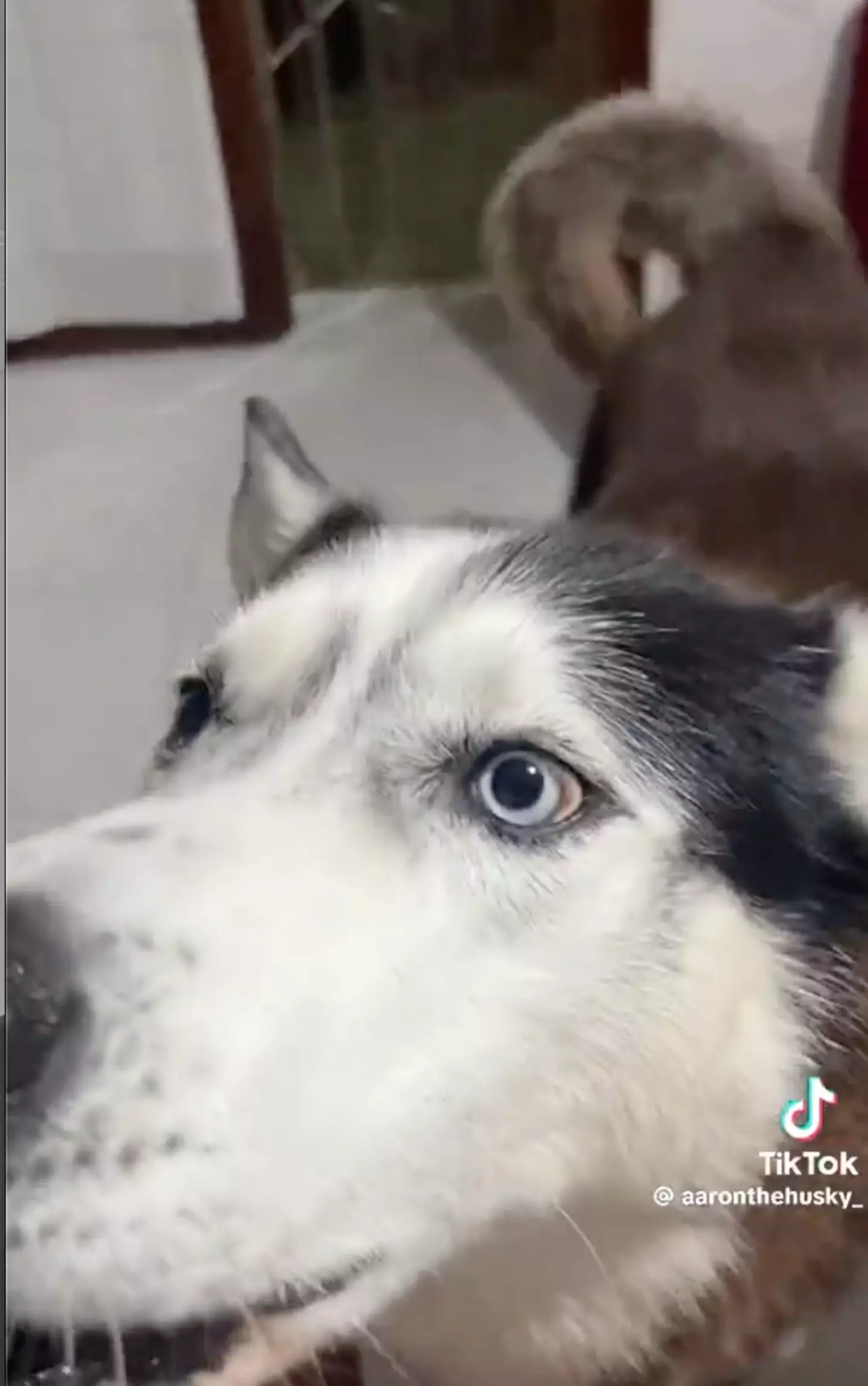 The dog has gone viral thanks to his unusual ‘voice’.
