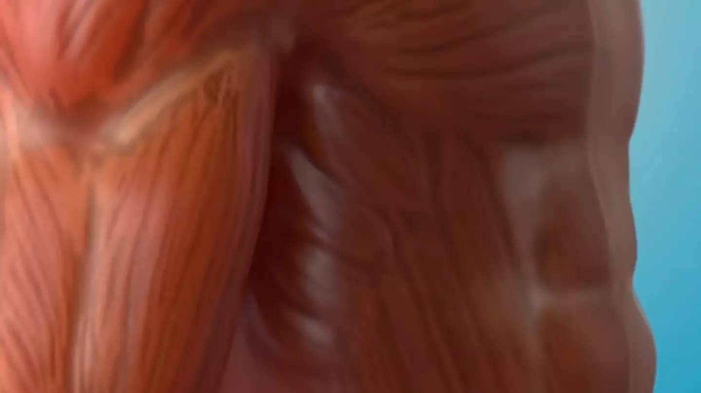 Jaw-dropping visualisation of fat inside your body is the 'awakening' people needed to change their lives