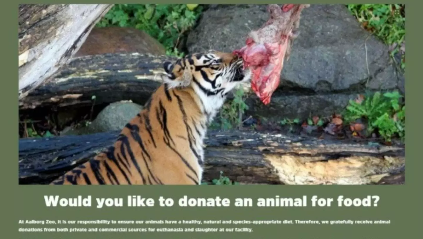 Aalborg Zoo accepts 'healthy' livestock so it can feed its captive predators, such as tigers (Aalborg Zoo)