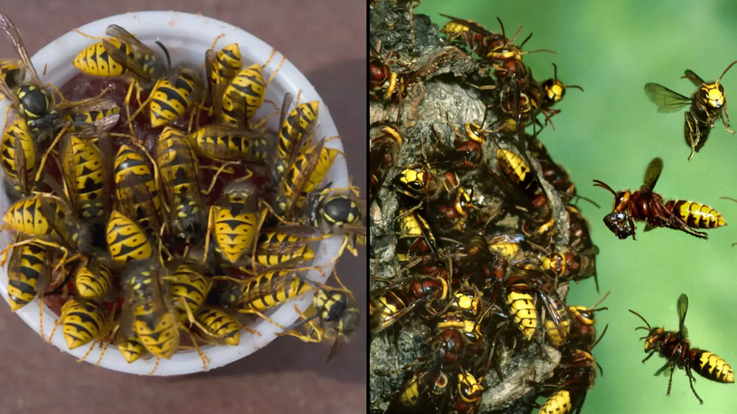 Huge summer wasp invasion on the way that could be 'worst in years'