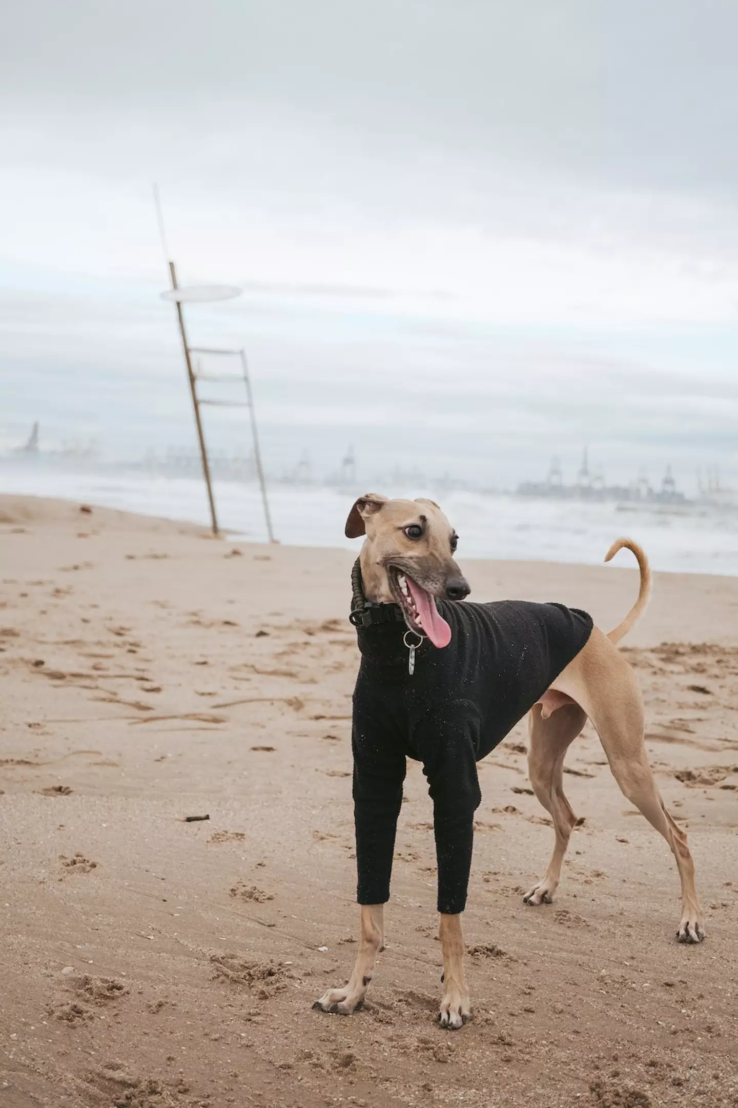 The mystery illness has been linked to Yorkshire beaches.