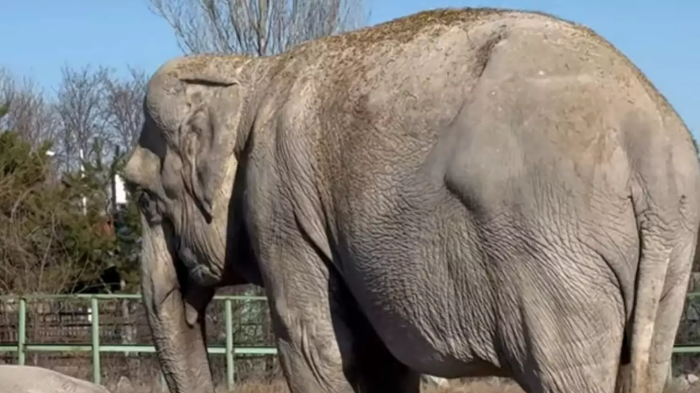 Heartbreaking moment elephant tries to wake her inseparable partner of over 25 years after she dies