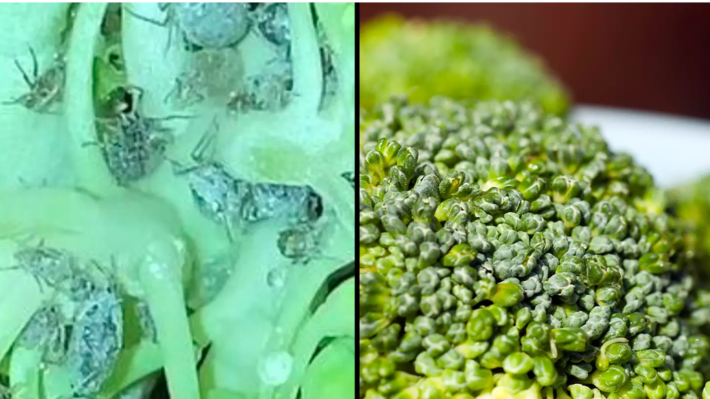 People warned to wash their veg after woman finds bugs crawling in broccoli